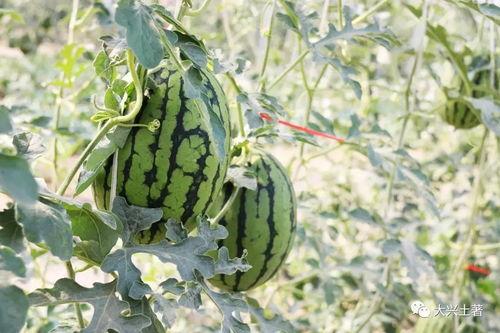 滨州吃瓜网红,带你领略美食与娱乐的双重魅力 第2张 滨州吃瓜网红,带你领略美食与娱乐的双重魅力 第2张